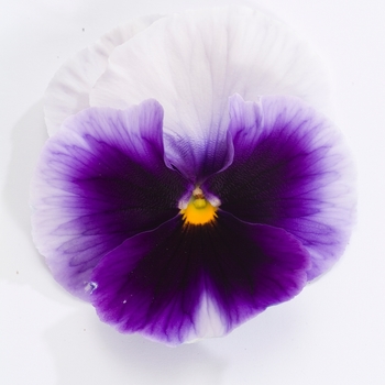 Viola x wittrockiana Dynamite® '' (023889)