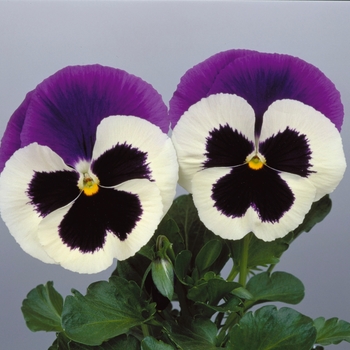 Viola x wittrockiana Dynamite® '' (023897)