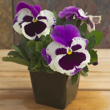 Viola x wittrockiana Dynamite® '' (023898)