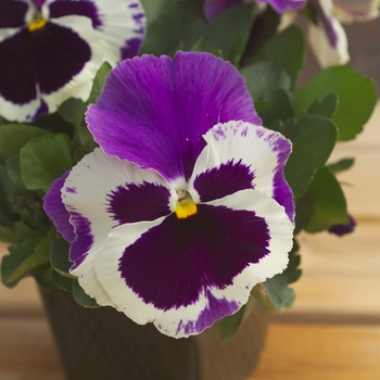 Viola x wittrockiana Dynamite® '' (023899)