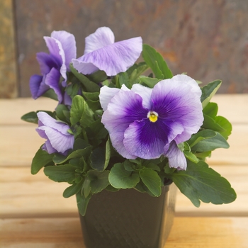 Viola x wittrockiana Dynamite® '' (023902)