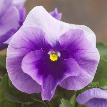 Viola x wittrockiana Dynamite® '' (023903)