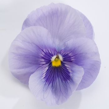 Viola x wittrockiana Dynamite® '' (023905)