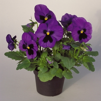 Viola x wittrockiana Dynamite® '' (023907)