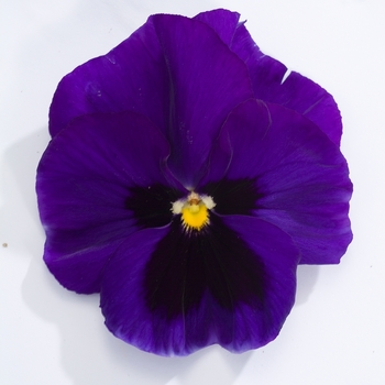 Viola x wittrockiana Dynamite® '' (023909)