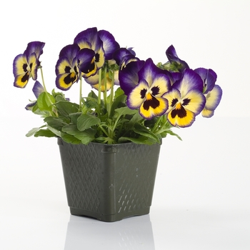 Viola x wittrockiana Dynamite® '' (023912)