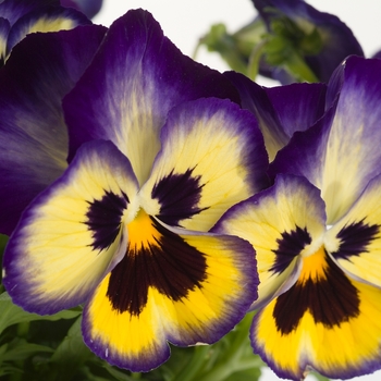 Viola x wittrockiana Dynamite® '' (023913)