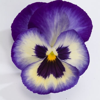 Viola x wittrockiana Dynamite® '' (023915)