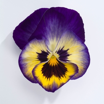 Viola x wittrockiana Dynamite® '' (023916)