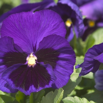 Viola x wittrockiana Dynamite® '' (023925)