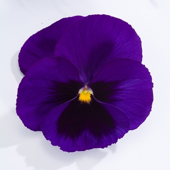 Viola x wittrockiana Dynamite® '' (023927)