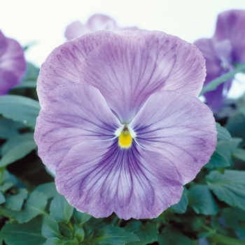 Viola x wittrockiana Dynamite® '' (023932)