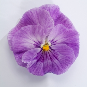 Viola x wittrockiana Dynamite® '' (023933)