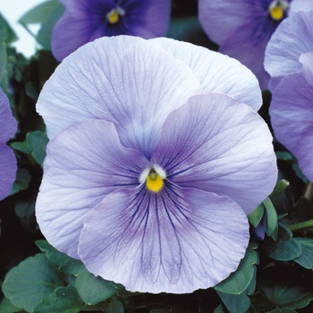 Viola x wittrockiana Dynamite® '' (023936)