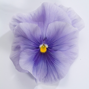 Viola x wittrockiana Dynamite® '' (023937)