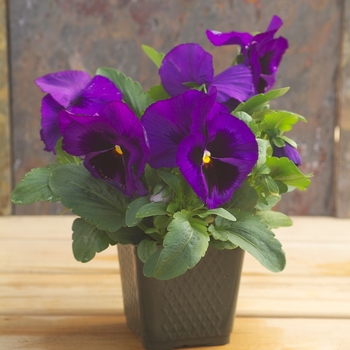 Viola x wittrockiana Dynamite® '' (023939)