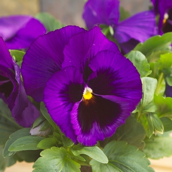 Viola x wittrockiana Dynamite® '' (023940)