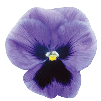 Viola x wittrockiana Dynamite® '' (023941)