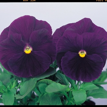 Viola x wittrockiana Dynamite® '' (023947)