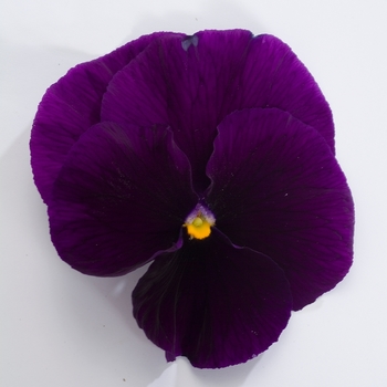 Viola x wittrockiana Dynamite® '' (023948)