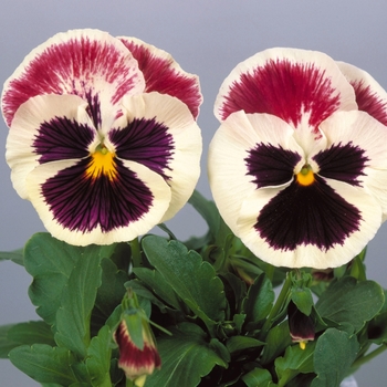 Viola x wittrockiana Dynamite® '' (023950)