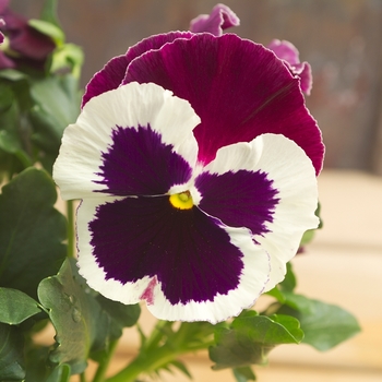 Viola x wittrockiana Dynamite® '' (023952)