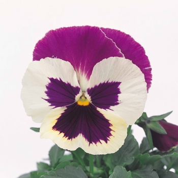 Viola x wittrockiana Dynamite® '' (023953)