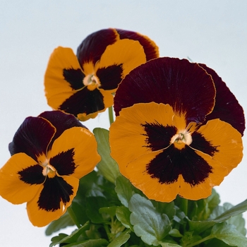 Viola x wittrockiana Dynamite® '' (023956)