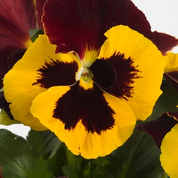 Viola x wittrockiana Dynamite® '' (023958)