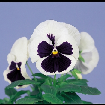 Viola x wittrockiana Dynamite® '' (023977)