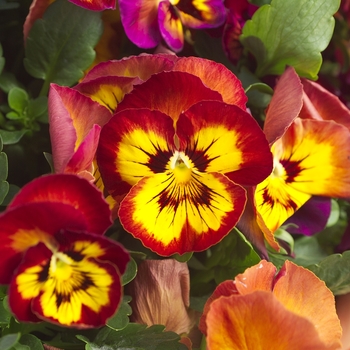 Viola x wittrockiana Dynamite® '' (023978)