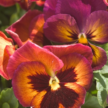 Viola x wittrockiana Dynamite® '' (023979)