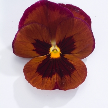 Viola x wittrockiana Dynamite® '' (023983)