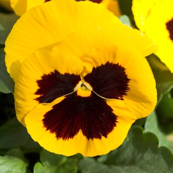 Viola x wittrockiana Dynamite® '' (023990)