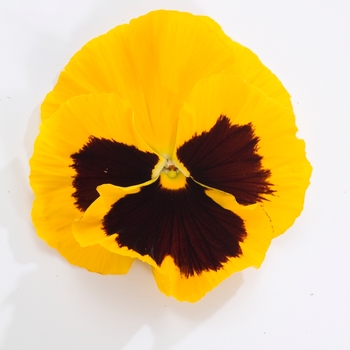 Viola x wittrockiana Dynamite® '' (023992)