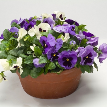 Viola x wittrockiana Dynamite® '' (023994)