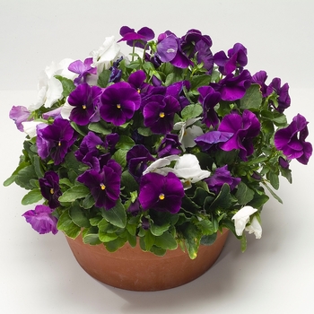 Viola x wittrockiana Dynamite® '' (023998)