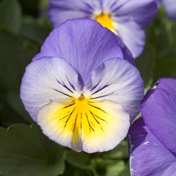 Viola x wittrockiana Ultima '' (024005)