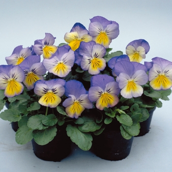 Viola x wittrockiana Ultima '' (024008)