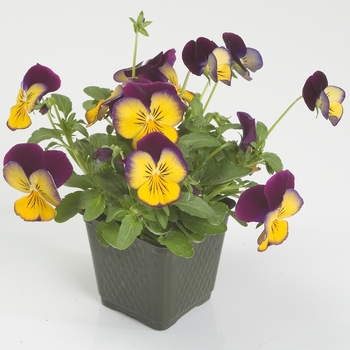 Viola x wittrockiana Ultima '' (024052)