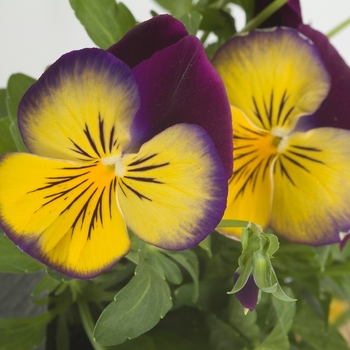 Viola x wittrockiana Ultima '' (024053)