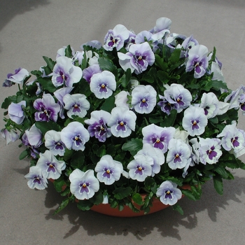 Viola x wittrockiana Maxim '' (024080)