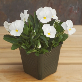 Viola cornuta Venus 'White' (024102)