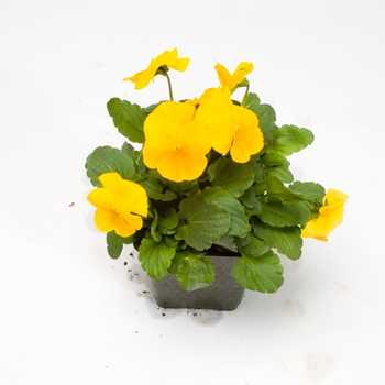 Viola cornuta Venus 'Yellow' (024107)