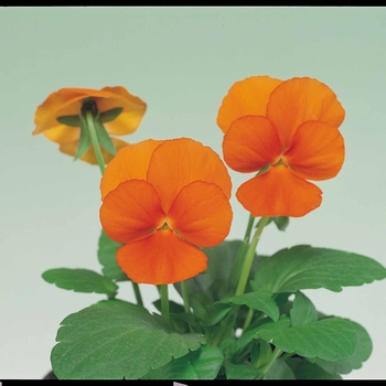 Viola cornuta Venus 'Deep Orange' (024113)