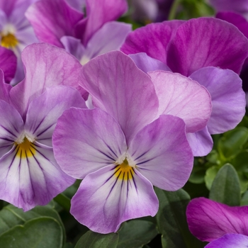 Viola cornuta Venus 'Lavender Pink' (024118)