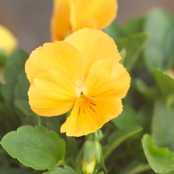 Viola cornuta Venus 'Orange' (024128)