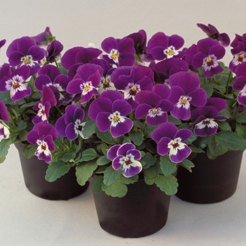 Viola cornuta Venus 'Purple Wing' (024134)