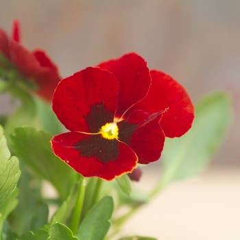 Viola cornuta Venus 'Red w/Blotch' (024142)