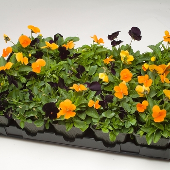 Viola cornuta Venus 'Tricky Mix Autumn Flair' (024144)